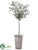 Olive Tree - Green - Pack of 1