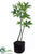 Pachira Aquatica Tree - Green - Pack of 1
