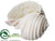 Conch Shell - Pearl - Pack of 6