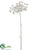 Cow Parsnip Spray - White - Pack of 6