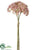 Achillea Bundle - Pink - Pack of 24