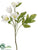 Helleborus Spray - White - Pack of 12