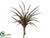 Iced, Snowed Tillandsia Pick - Brown Green - Pack of 8