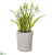 Snowdrop - White - Pack of 6