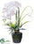 Phalaenopsis Orchid Plant - White - Pack of 2