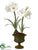 Amaryllis - White - Pack of 4