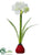 Amaryllis - Red White - Pack of 6