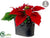 Poinsettia - Red - Pack of 4