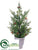 Cedar, Pine Cone Tree - Green - Pack of 2