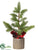 Pine Tree - Green - Pack of 6