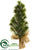 Pine Tree - Green - Pack of 12