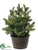 Pine Tree - Green - Pack of 2