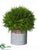 Cedar Arrangement - Green - Pack of 1