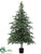 Picea Fir Tree - Green Gray - Pack of 1