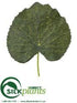 Silk Plants Direct Galax Leaf Pick - Green - Pack of 576