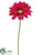 Gerbera Daisy Spray - Fuchsia - Pack of 6