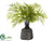 Lace Fern Plant - Green - Pack of 2